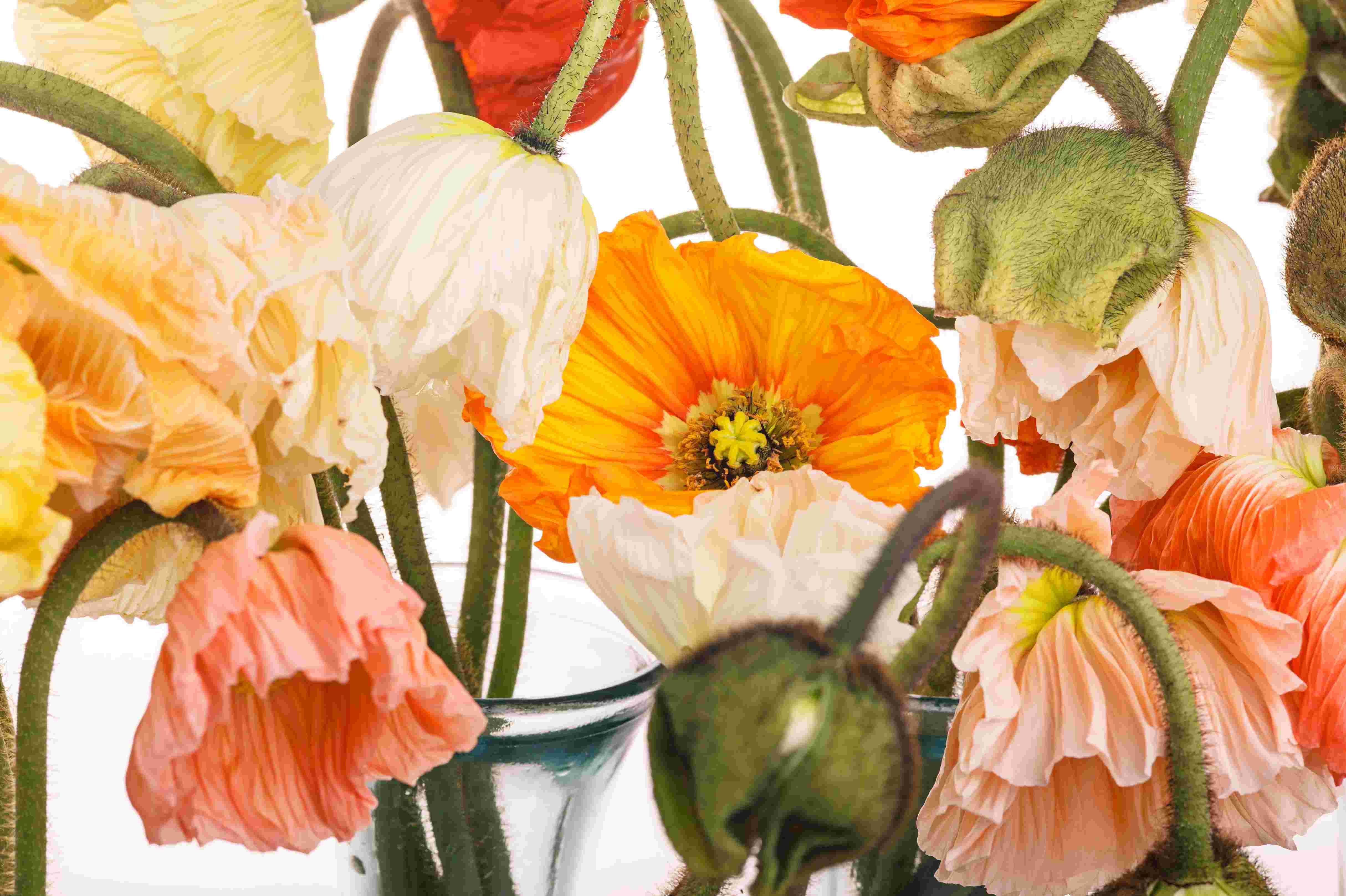 bright-orange-and-yellow-flowers-in-a-vase-2026-03-09-22-08-02-utc.jpg bright-orange-and-yellow-flowers-in-a-vase-2026-03-09-22-08-02-utc.jpg